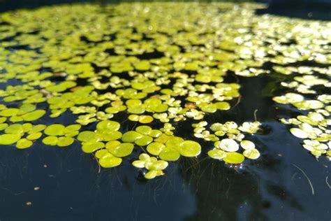 無根浮萍|无根浮萍为何长得快